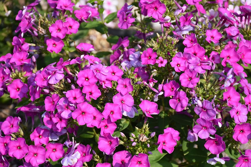 Phlox paniculata 'KaPow Purple'