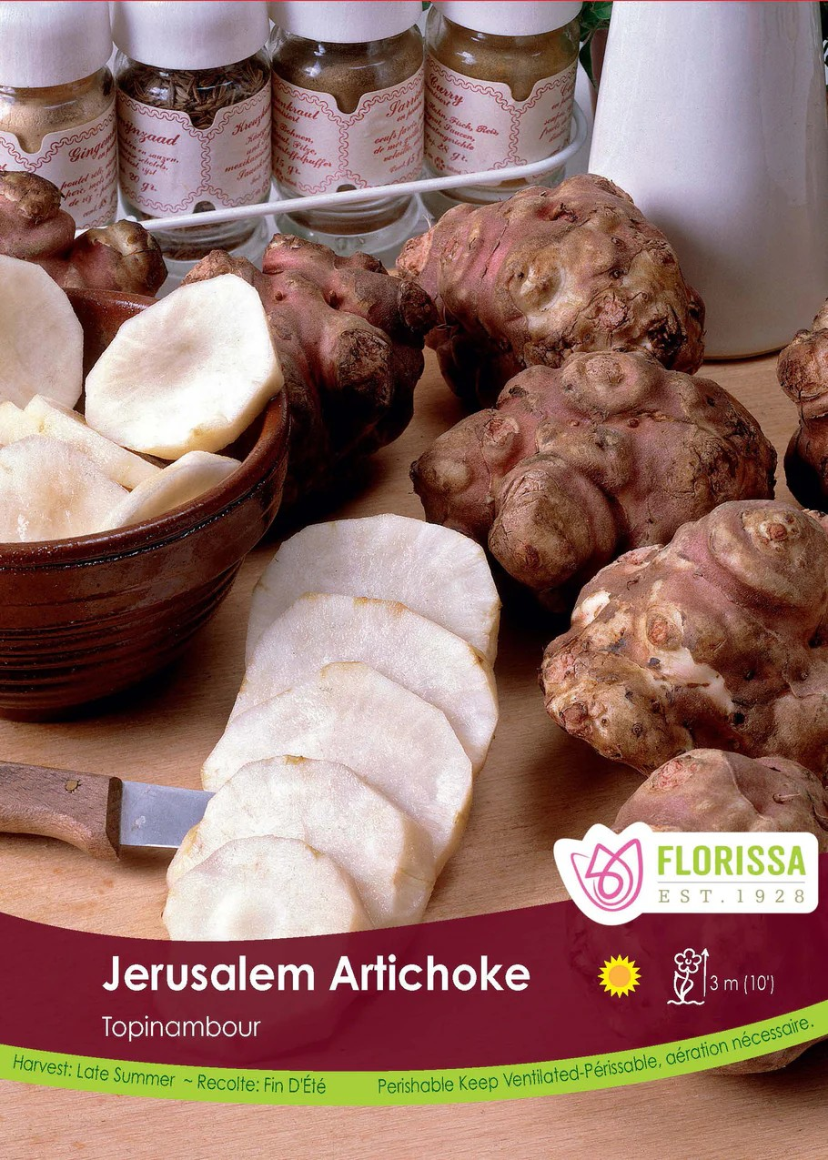 ARTICHOKE Jerusalem