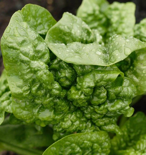 Spinach - Bloomsdale Savoy