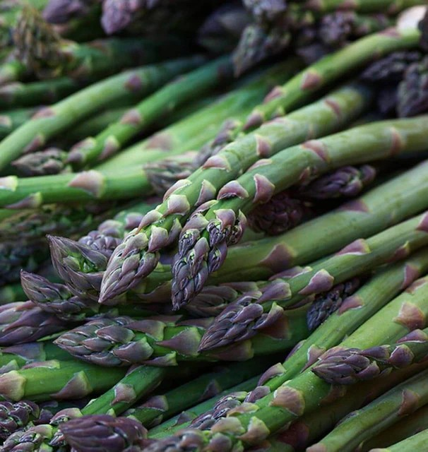Asparagus - UC157 F2