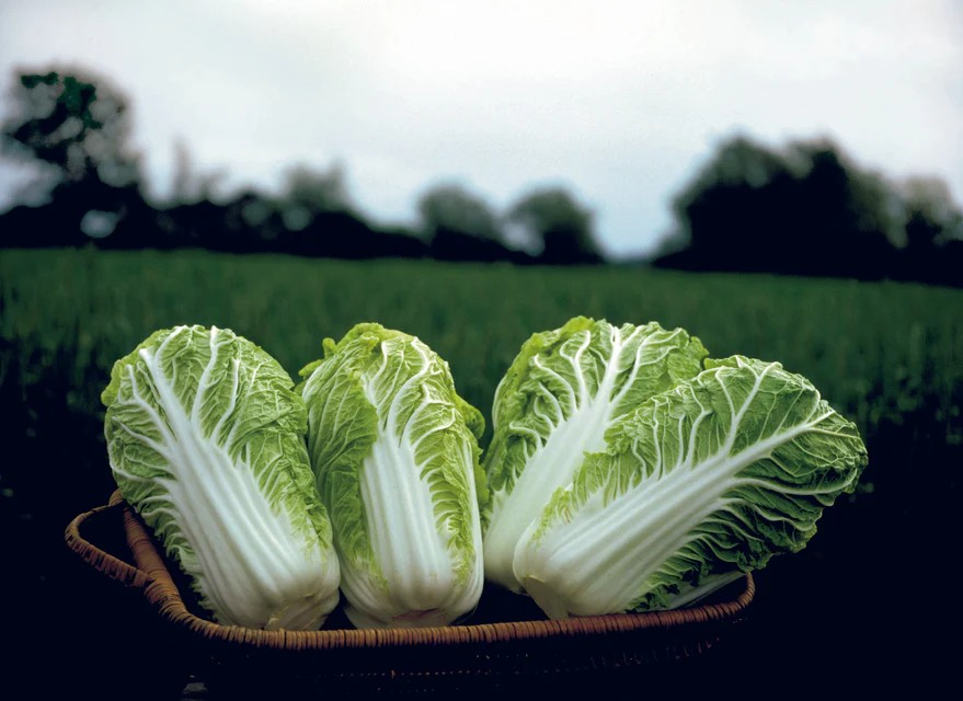 Cabbage - Bilko - Organic