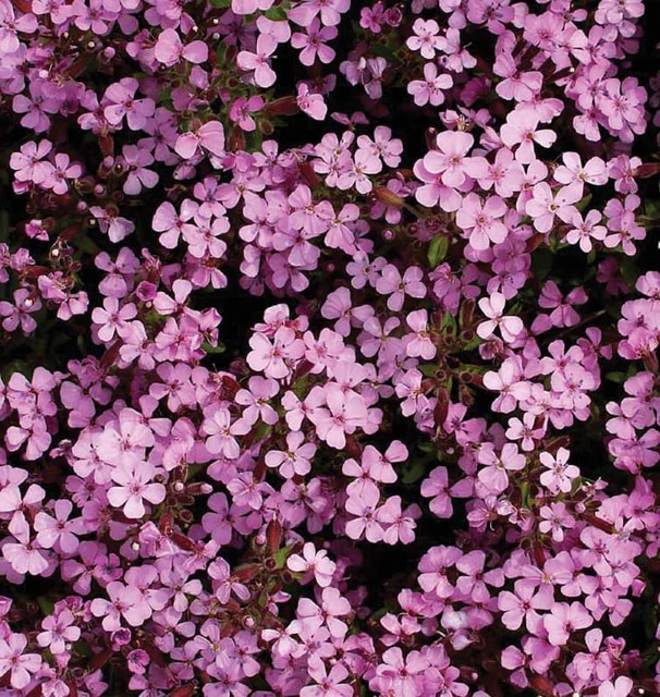 Saponaris - Rock Soapwort