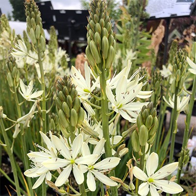 Camassia leichtlinii 'Alba'