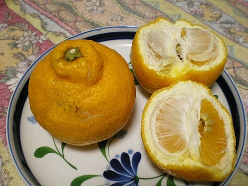 Citrus hybrid 'Sanbokan'