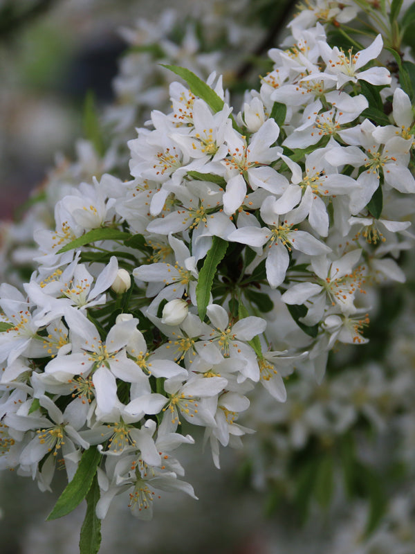 Malus 'Golden Raindrops'