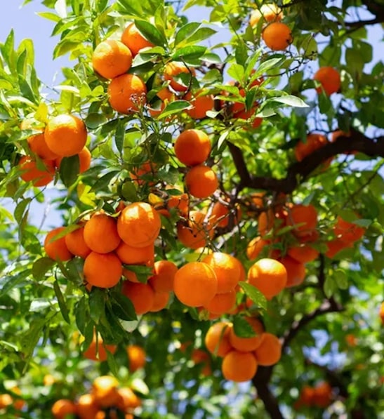 Citrus unshiu - China Satsuma