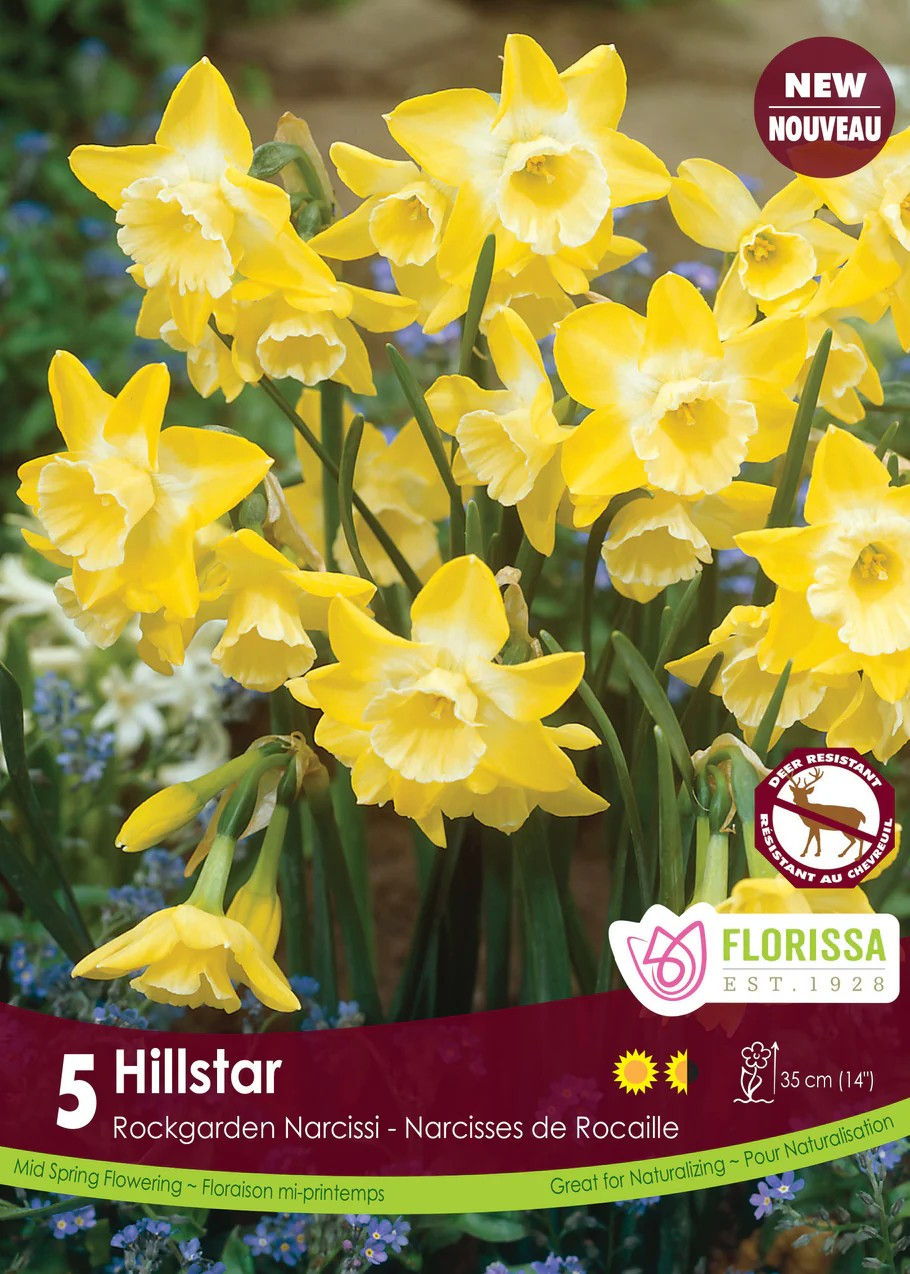 Narcissus Jonquilla 'Hillstar'