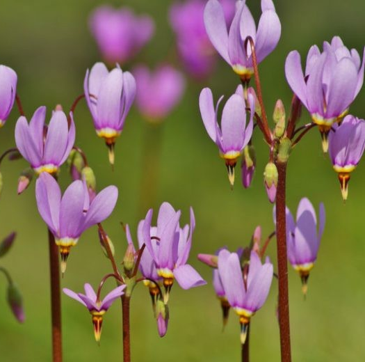 Dodecatheon meadia 'Lilac'