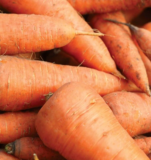 Carrots - Royal Chantenay