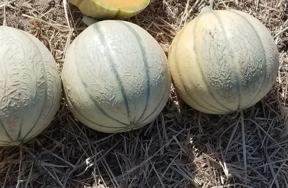 Melons - D'Artagnan F1