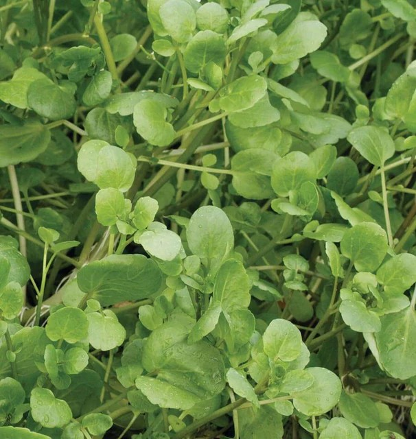 Cress - Watercress