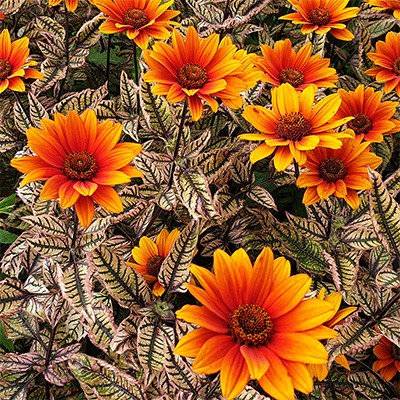 Heliopsis 'Orange Marble'