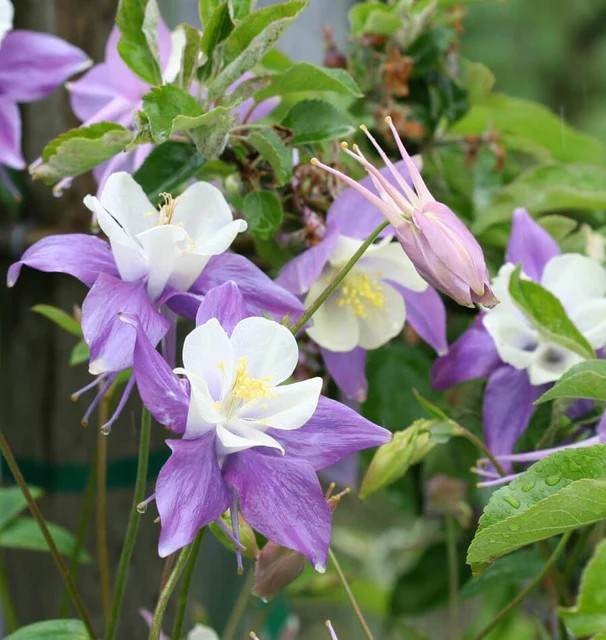 Columbine - McKana Giant Mix
