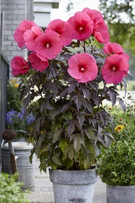 Hibiscus moscheutos 'Carousel Pink Passion'