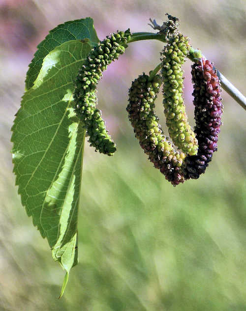 Morus nigra 'Pakistan'
