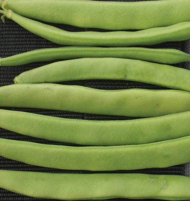 Beans - Campo de' Fiori