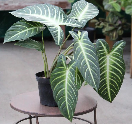 Xanthosoma lindenii magnificum