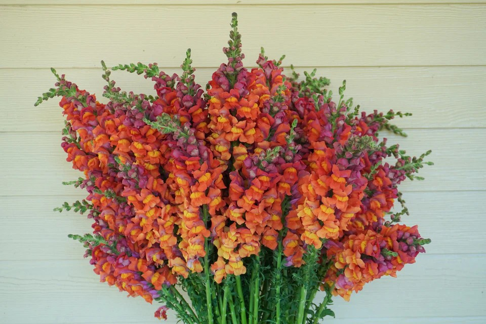 Snapdragon - Potomac Dark Orange