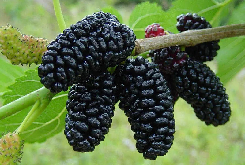 Morus nigra 'Persian'