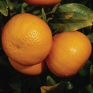 Citrus unshiu - Owari Satsuma Mandarin Citrus