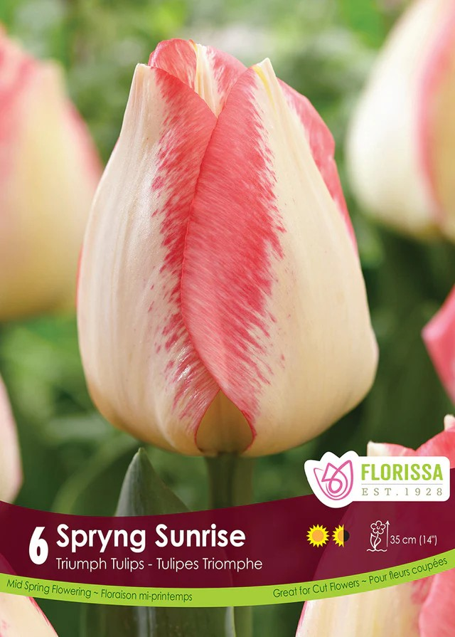Tulipa Triumph 'Spryng Sunrise'