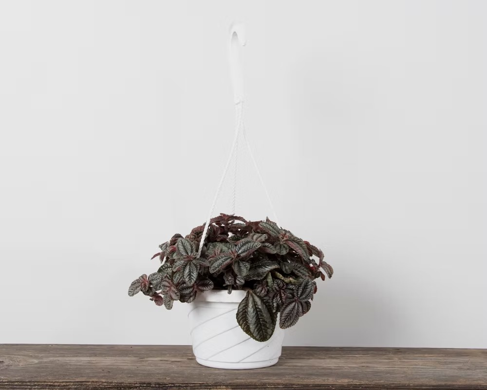 Pilea 'Bronze'