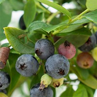 Vaccinium hybrid 'Sapphire Cascade'