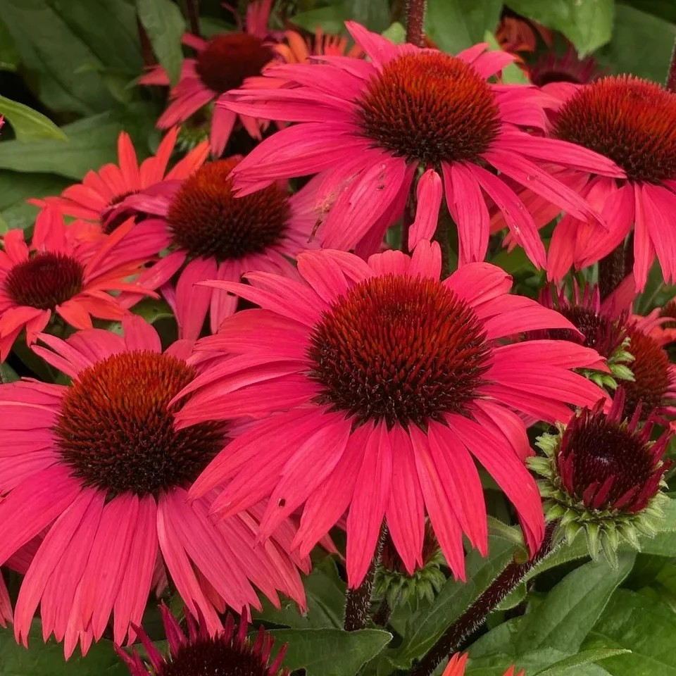 Echinacea Sunseekers 'Pomegranate'