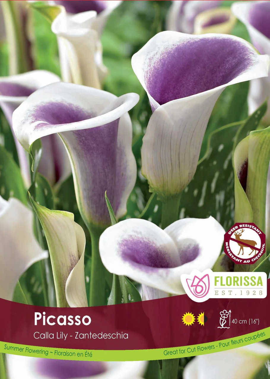 Calla Picasso