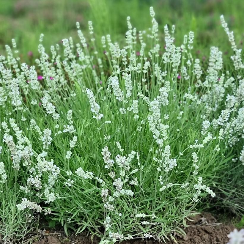 Lavandula 'Big Time White'