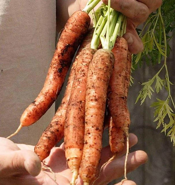 Carrots - Scarlet Nantes