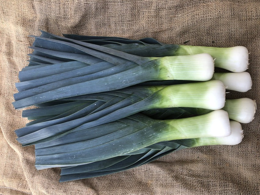 Leek - Oslo F1 Organic