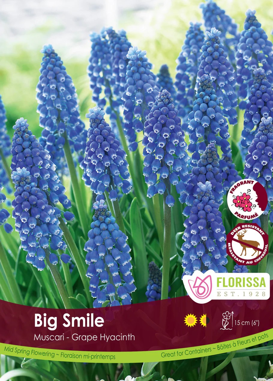 Muscari 'Big Smile'