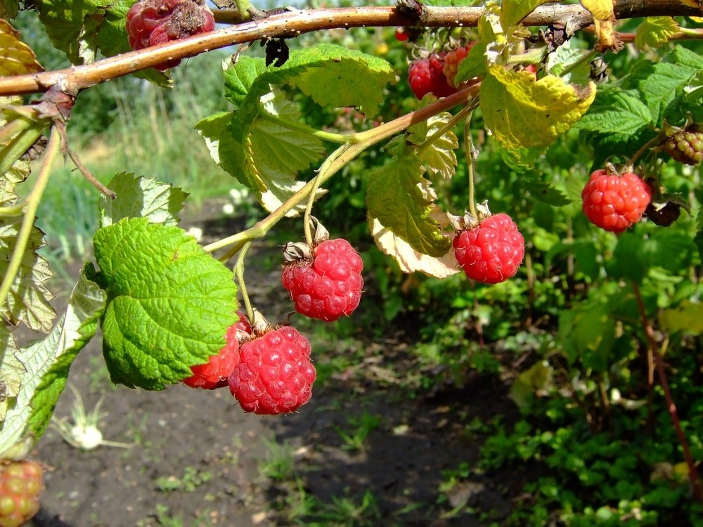 Rubus idaeus 'Indian Summer'