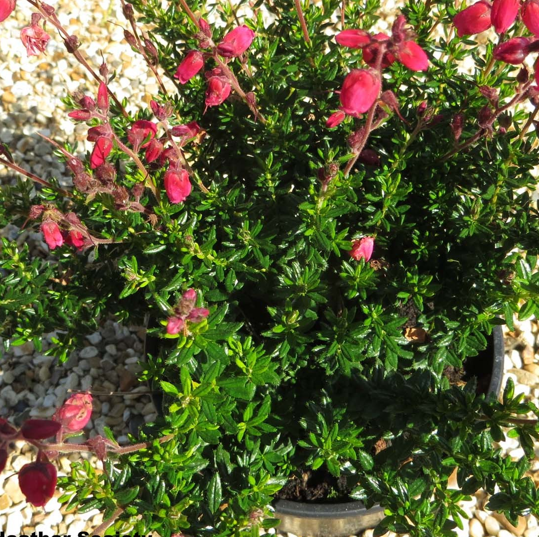 Daboecia cantabrica 'Angelina'