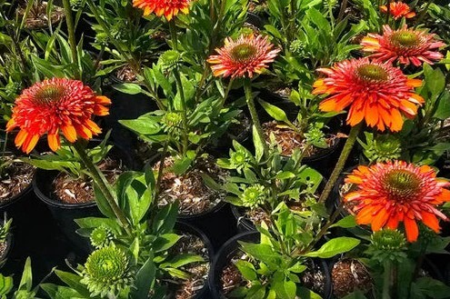 Echinacea Delightful 'Tropics'