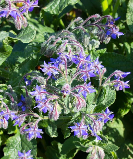 Borage - Borage
