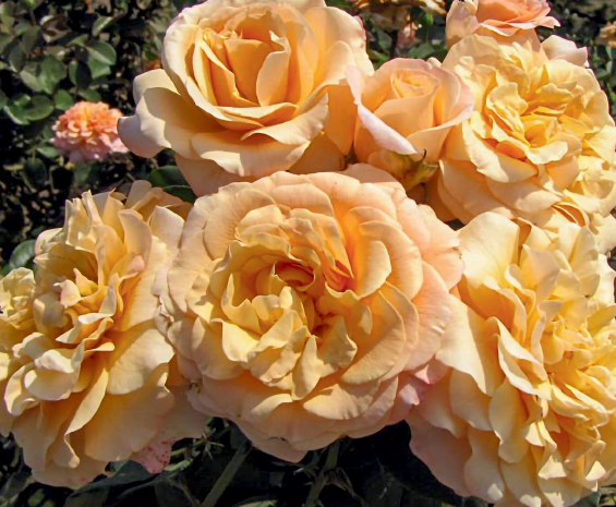 Rosa 'Morning Glow'