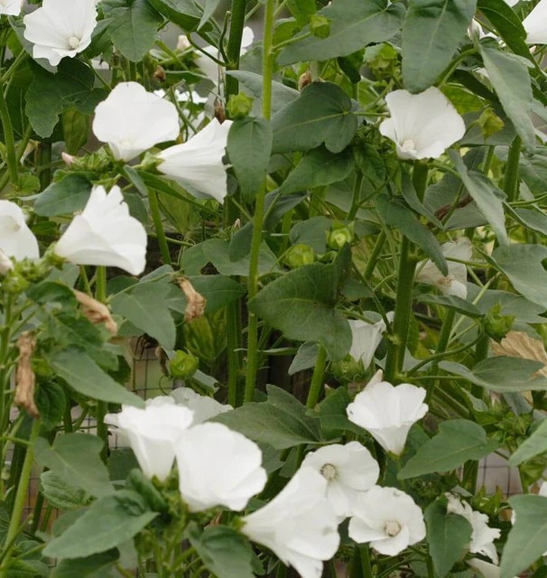Lavatera - Mont Blanc