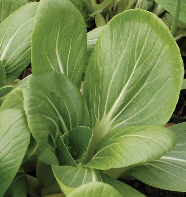 Pac Choi - White-Stemmed