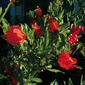 Pomegranate-Punica granatum 'Crimson Sky'
