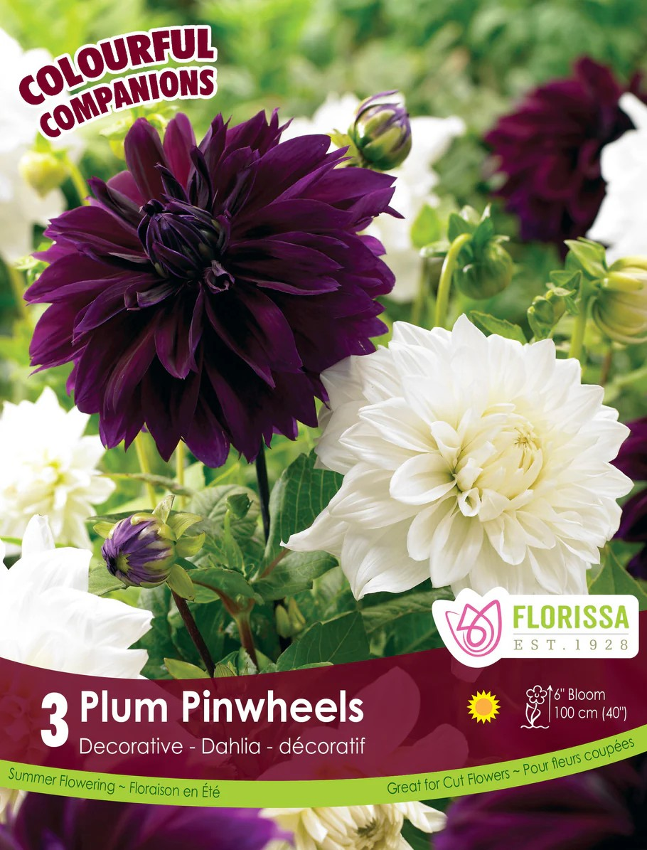 Dahlia 'Plum Pinwheels' (Colourful Companion)
