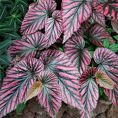 Begonia brevirimosa 'Exotica'