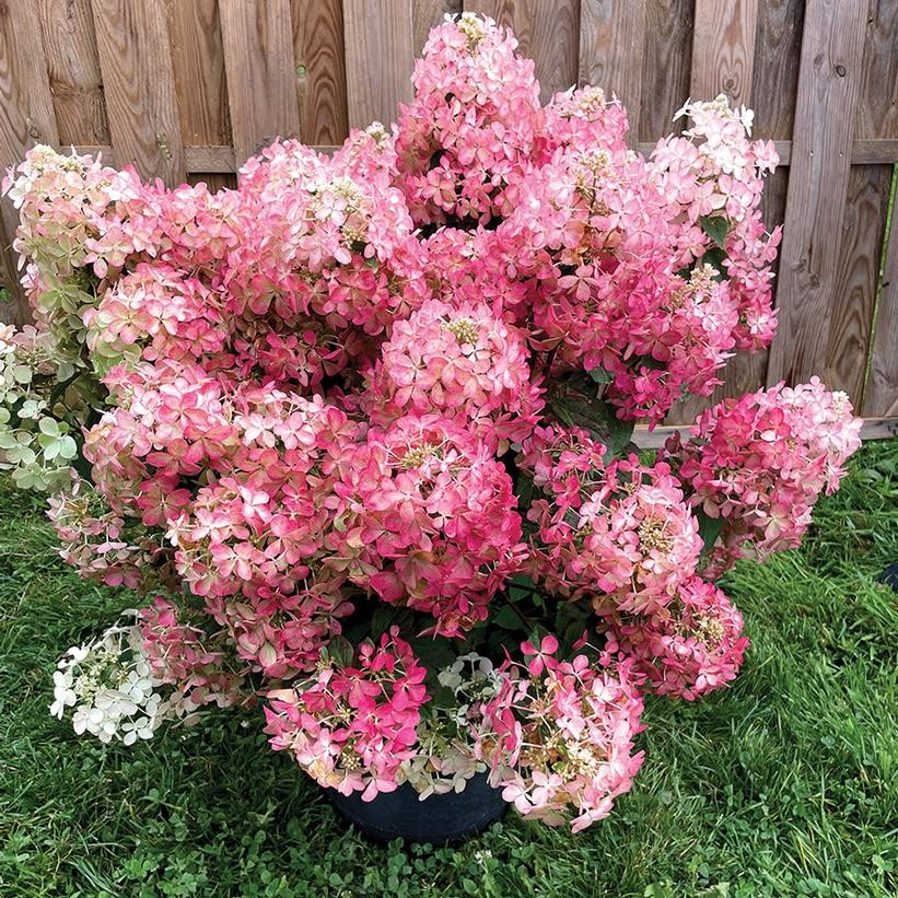 Hydrangea paniculata 'Hot Sauce'