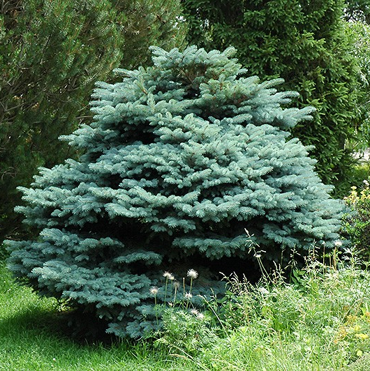 Picea pungens glauca 'Globosa'