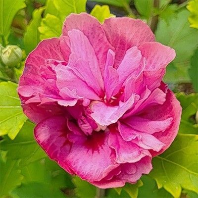 Hibiscus syriacus 'Duc de Brabant'