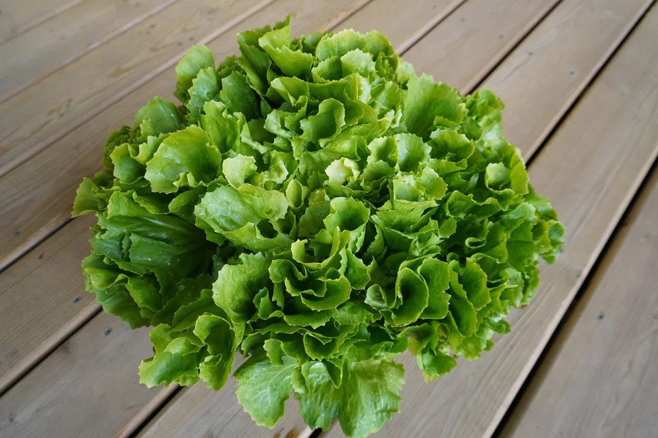 Escarole - Eliance Organic