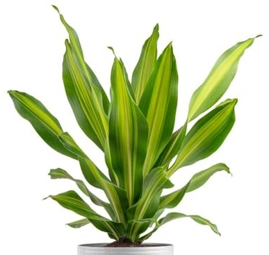 Dracaena 'Golden Heart'
