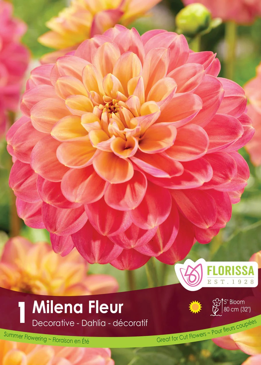 Dahlia Decorative Milena Fleur