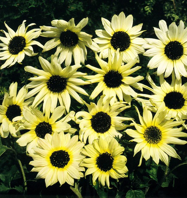 Sunflowers - Italian White